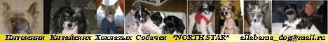 Питомник Китайских хохлатых собачек – NORTH STAR. Фото моих собак и их щенков, видио клипы моих малышей,  бесплатная доска объявлений, много полезных ссылок на сайты собак,кошек и других животных!