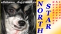 Питомник Китайских хохлатых собачек – NORTH STAR. Фото моих собак и их щенков, видио клипы моих малышей, бесплатная доска объявлений, много полезных ссылок на сайты собак,кошек и других животных!